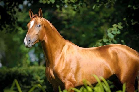 Mate Magic: A Holistic Approach to Equine Well-being